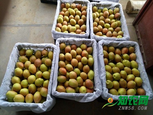11月21日陕西蒲城红香酥梨最新价格行情