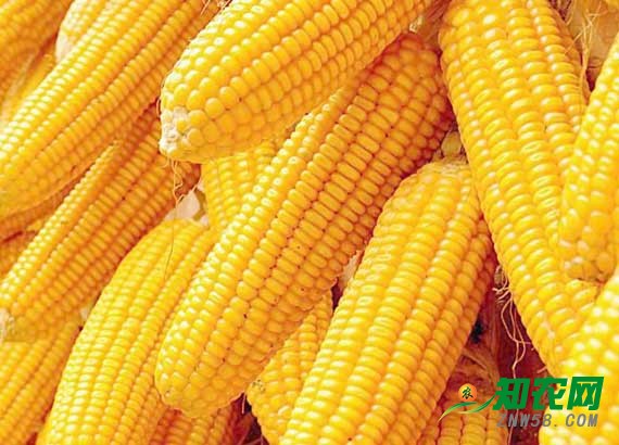 玉米价格触底反弹 预计春节后价格稳步上涨