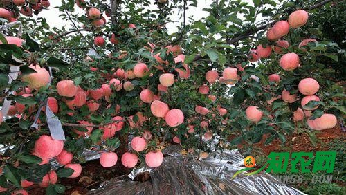 山东潍坊市：苹果价格连续三年走低　价低也难卖果农伤不起