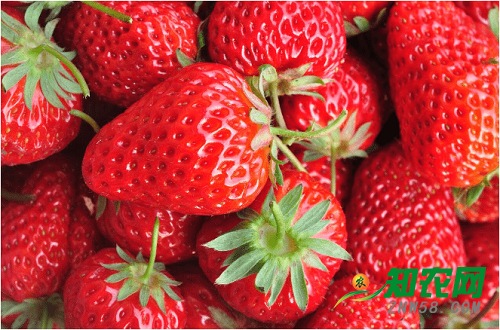 草莓高价上市贵比吃肉，外表畸形不一定是“激素”惹的祸