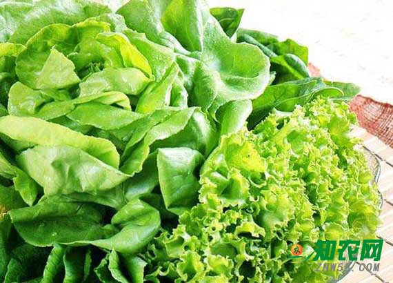 反季节蔬菜价格上涨 供应相对宽松