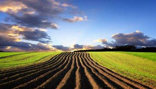 农业部：农地确权面积已超八成 明年改革将步入深化
