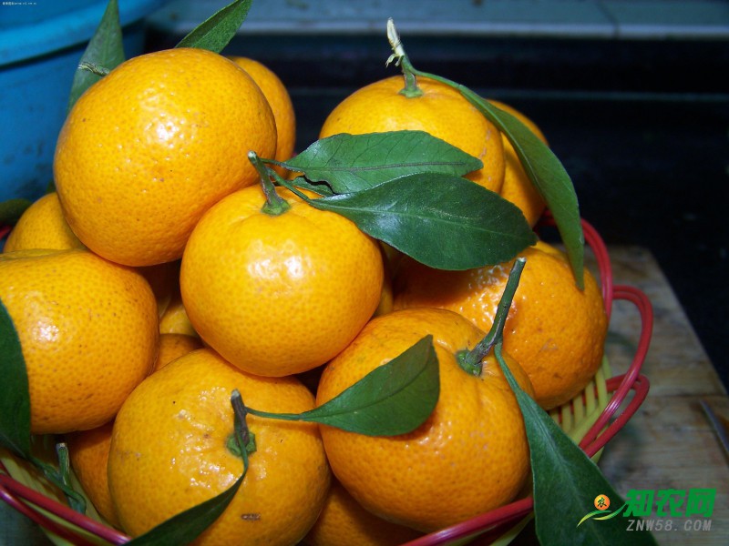 橘子价格比去年同期下降约16%