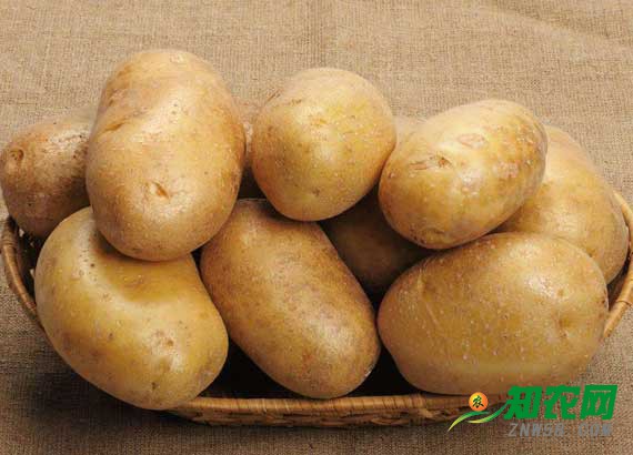 土豆市场冰火两重天：好货易销、差货难卖