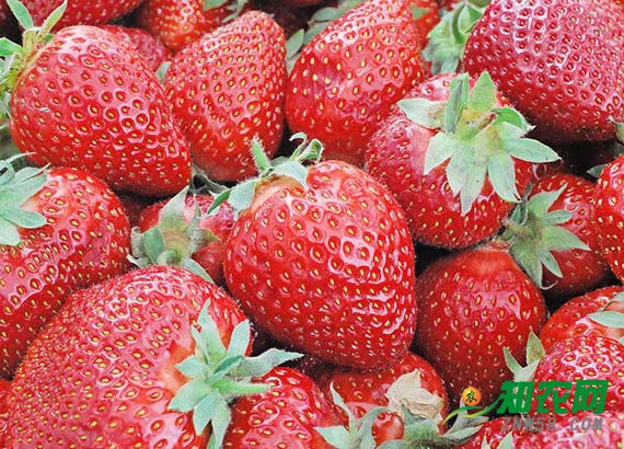 地冬草莓陆续上市 部分地区价格同比提高