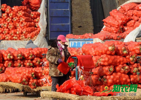 寒潮致蔬菜大涨价 专家：关注天气 及时出售