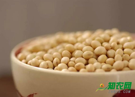 大豆行情持续疲软 分析师：年后或将小幅回暖