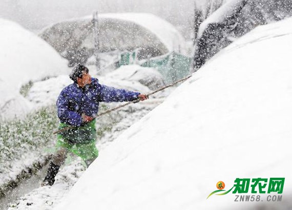 强降雪将至 多项农产品价格出现波动