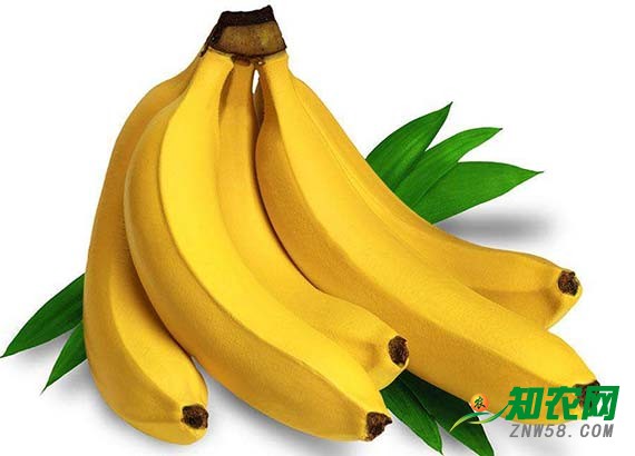 产地香蕉量低价高 分析师：春节前主线看涨