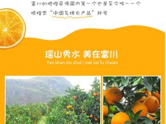 海垦南繁扶贫农业特级脐橙当季现摘10斤包邮新鲜发售图2