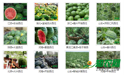 这些产地的西瓜已登陆知农网，看看有没有你的家乡？