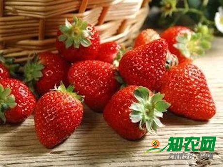 中国：草莓身价较去年降30%