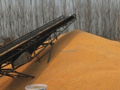 诚心收购玉米大豆高粱碎米等农副产品价格面议图1
