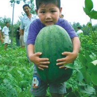 河南开封8424西瓜龙卷风西瓜开园上市