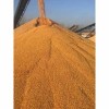 蜀窖酿酒公司求购大量小麦高梁玉米