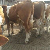 北京品种牛黄牛多少钱条