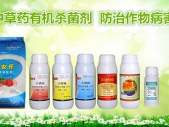 草莓炭疽病专用药图3