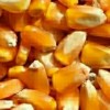成都长期大量收购玉米高粱,小麦，碎米大米