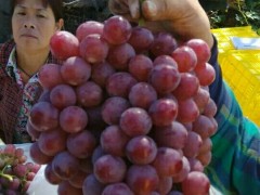 红提葡萄产地行情，陕西红提葡萄批发价格图3