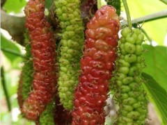 新品种果桑苗_玫瑰苗果桑树苗图3