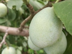 西梅苗_法国西梅树苗_法兰西图3