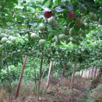 百香果西番莲产地直发一手货源产地直供果园直发