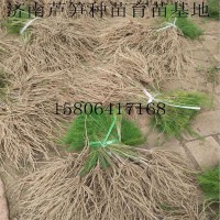 济南千亩芦笋种植基地批发蔬菜种子优质芦笋种苗