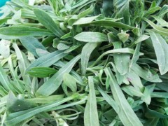 野菜种子倍受城乡居民的欢迎野菜品种 面条菜种子图2