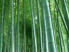 供应专业毛竹袋苗 楠竹种子苗图1