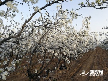 举办系列梨花节让蒲城酥梨更富盛名