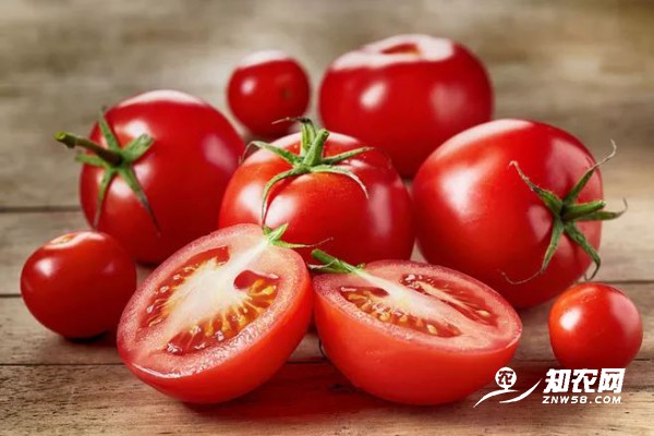 西红柿供应量增多 价格开始回落