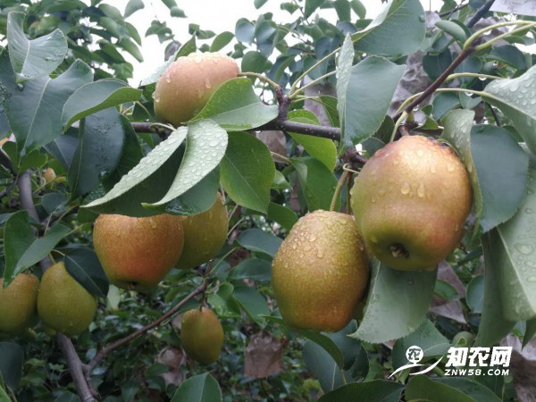 陕西蒲城红香酥梨