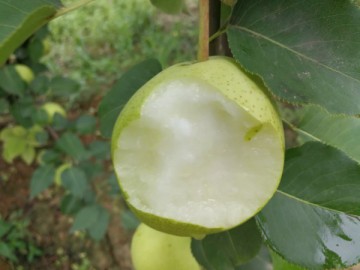 陕西蒲城早酥梨大量上市