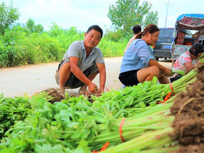 农民种植一种蔬菜 亩收入10000元 秘诀在哪里？