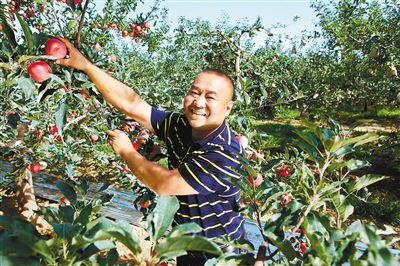 “洛川苹果大叔”介绍当地苹果