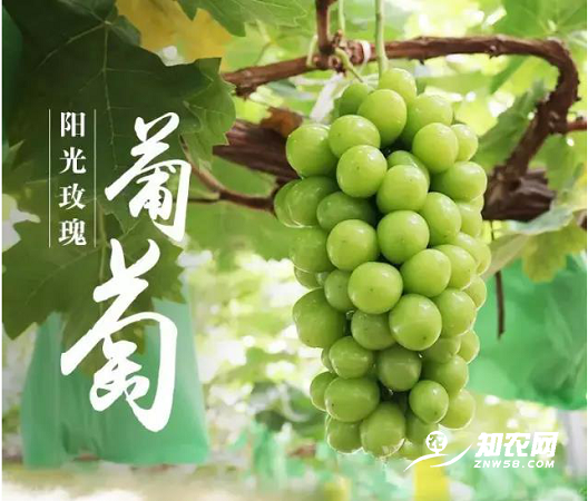 合阳县：合阳县农垦庄园阳光玫瑰喜获2019年中国葡萄产业科技年会鲜食葡萄评比大赛金奖