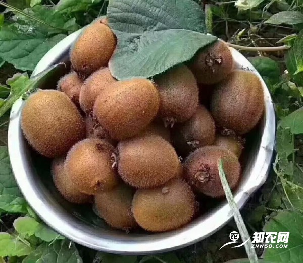 眉县猕猴桃昨日统一开卖，价格高达10元3个