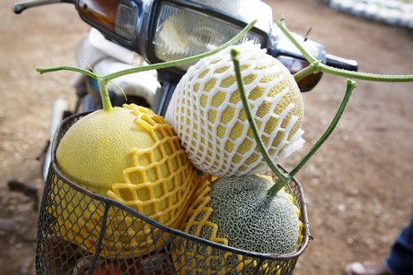 专门为亚洲市场设计的三种甜瓜亮相亚洲水果物流展