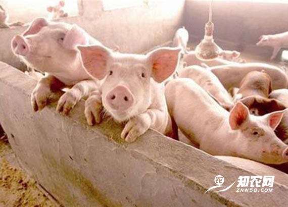 猪肉供应有保障 预计明年价格逐步回落 猪肉供应有保障 预计明年价格逐步回落
