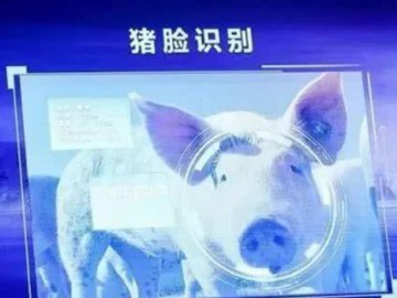 猪场为啥命途多舛？2019年，注定是我国生猪产业不平凡的一年