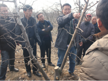 疫情防控期间，陕西梨园春季生产管理技术建议