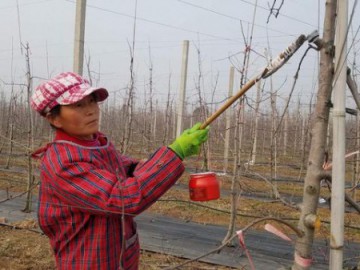 倒春寒来袭 陕西紧急发布苹果花期冻害防御指南