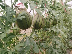 蒲城吊篮西瓜（金乐丰、938、2K）新鲜上市图3