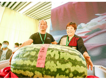 172.6斤 北京大兴西瓜节瓜王诞生