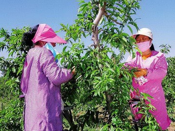 陕西宝鸡：水蜜桃按个卖 没成熟已卖光