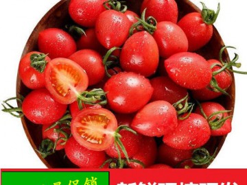 山东魏庄镇圣女果产地，小番茄西红柿电商货源一件代发