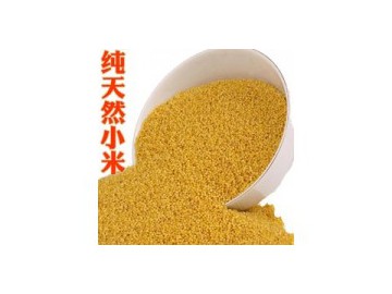 求购五谷杂粮小米.大米.糯米. 碎米.玉米.高粱