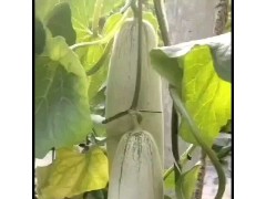 山东博洋蜜瓜61甜瓜持续掉价图1