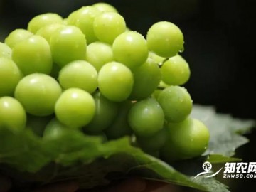 日本上千农产品品种禁止流出海外，“阳光玫瑰”、“甘王草莓”等榜上有名