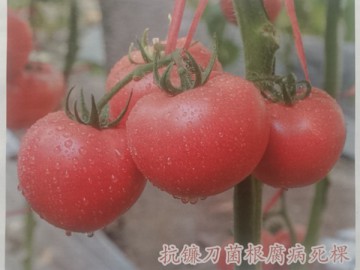 西亚德二号 抗死棵粉果番茄 越冬西红柿品种 硬粉西红柿
